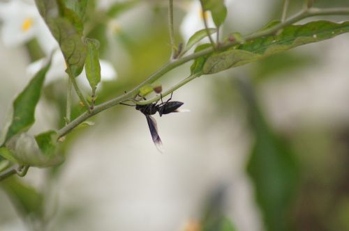 insects salento quindio