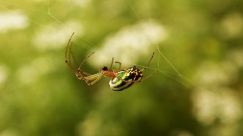 insects nature armenia