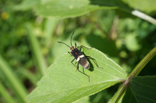 insects nature finlandia