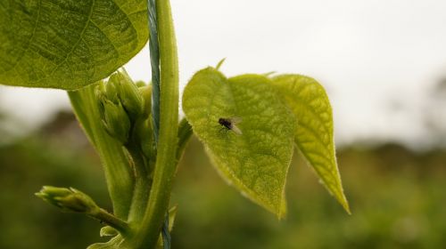 insects the field