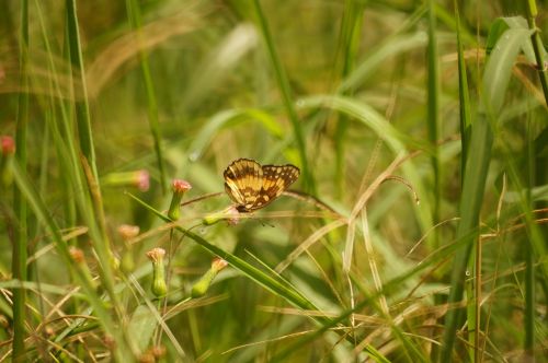 insects butterfly salento