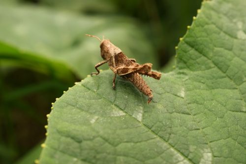 insects thebaid quindio