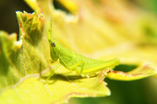 insects macro photography macro