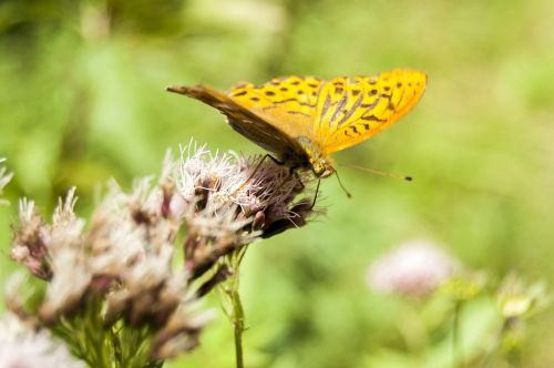 insects butterflies yellow