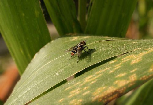 insects nature fly