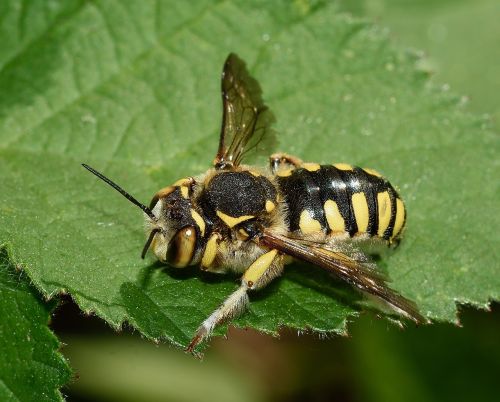 insects wasp macro