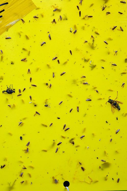 insects yellow nature