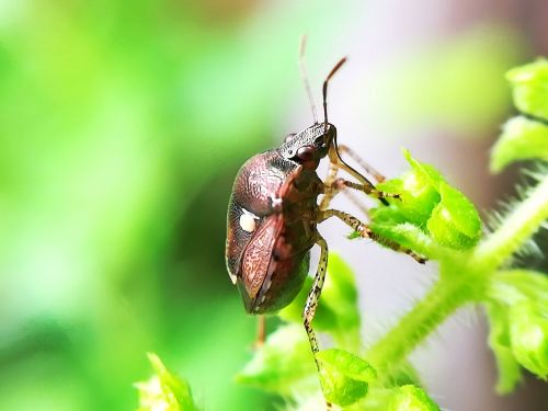 insects nature green