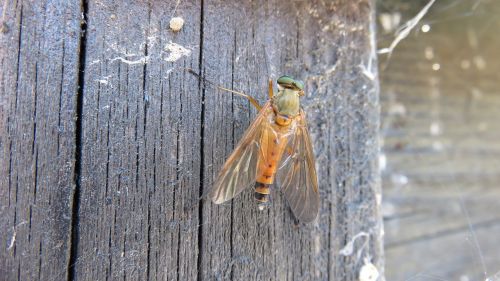 insects fly nature