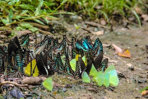 insects butterfly nature