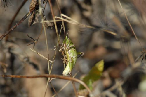 insects chapulines nature