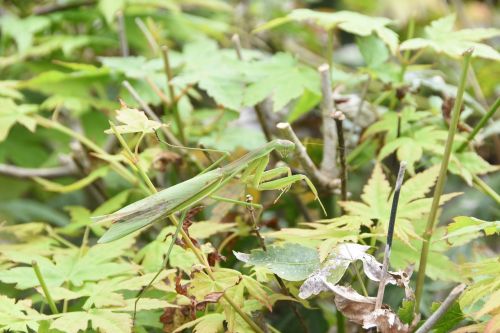 insects mantis nature