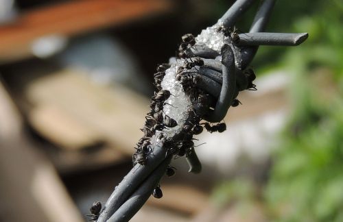 insects ants barbed wire is