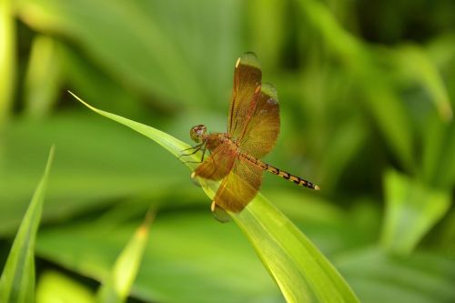 insects fly dragonfly