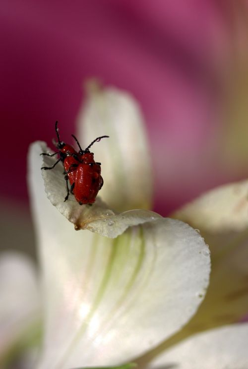 insects red mating