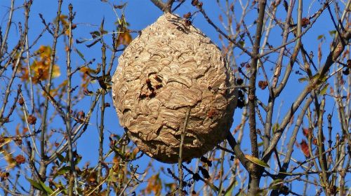 insects nest nature