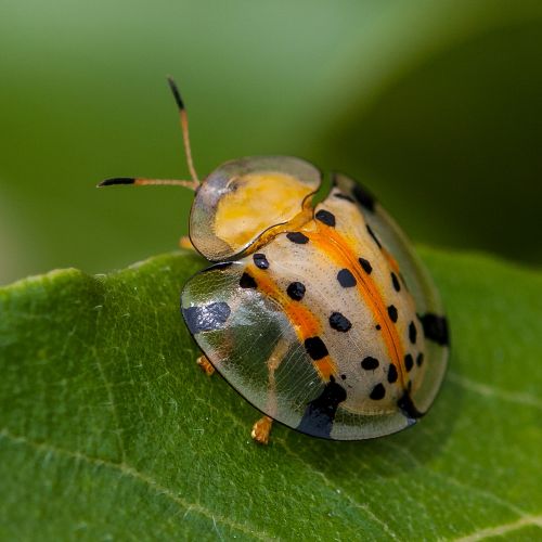 insects ladybug close-up