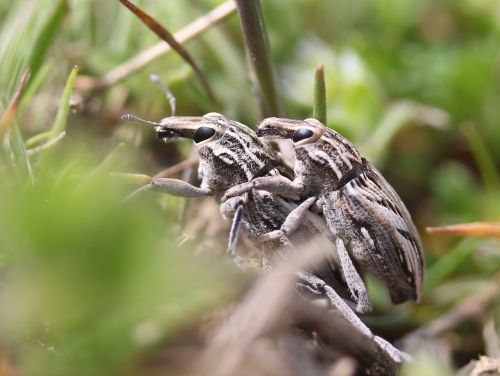 insects mating two