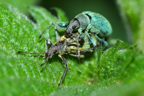 insects  macro