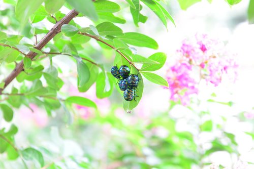 insects  bug  the leaves