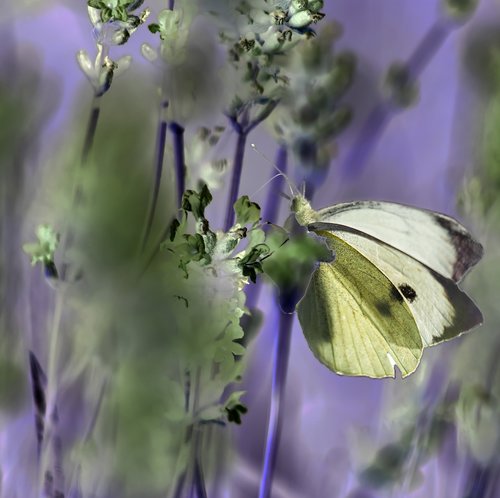 insects  butterfly  nature