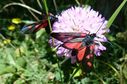 insects zygaena purpuralis butterflies