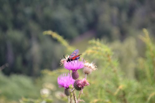 insects  flower  nature