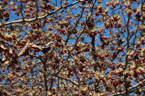 insects  bees  tree