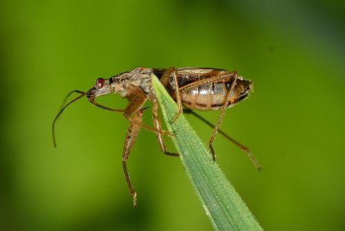 insects bug hemiptera