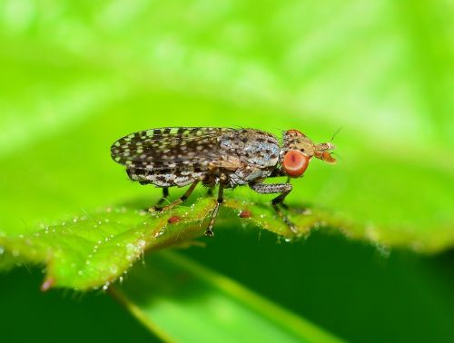 insects brine fly moscow