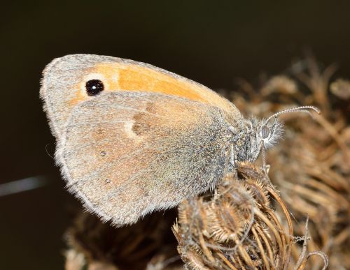 insects butterfly lepidoptera