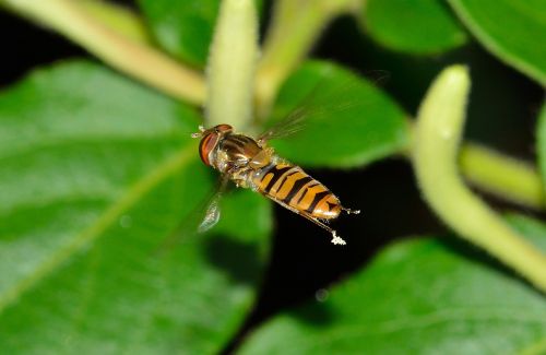 insects brine fly episyrphus