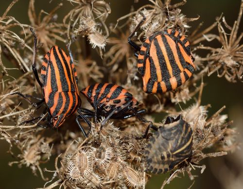 insects hemiptera bug