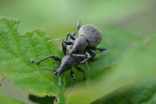 insects coupling insect