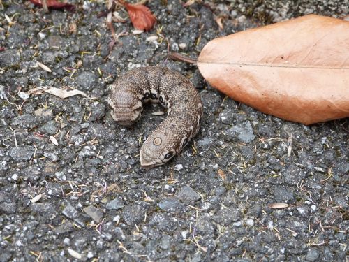 insects caterpillar butterfly