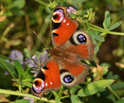 insects butterflies ianchis