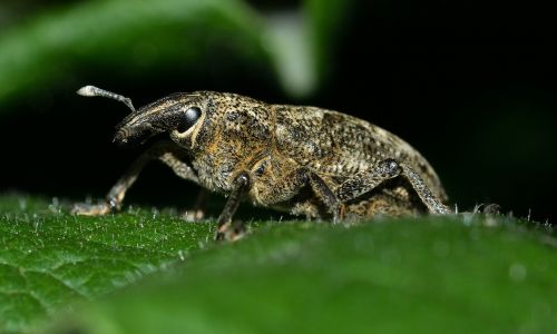 insects beetles weevil