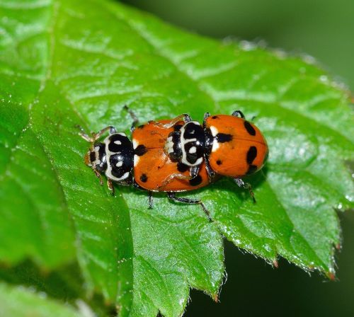 insects beetles ladybug