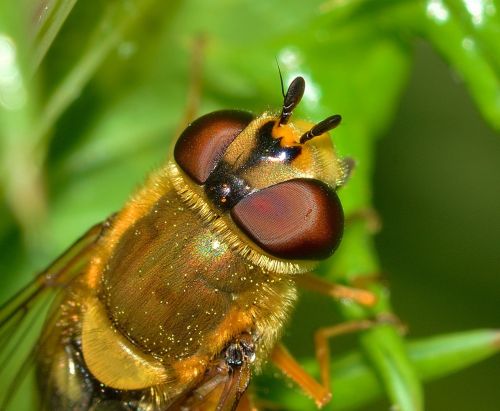 insects diptera scaeva