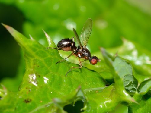 insects diptera sepsis