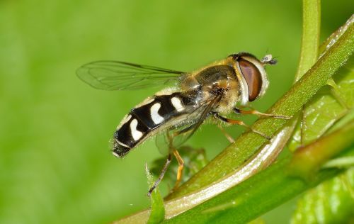 insects diptera scaeva