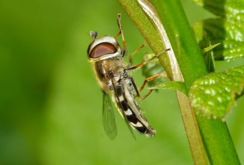 insects diptera scaeva