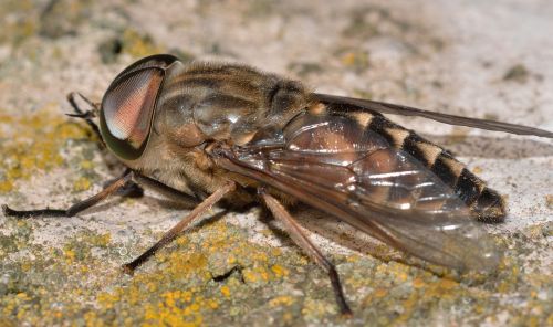 insects diptera tabanus