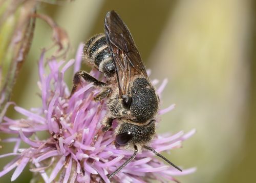 insects bee hymenoptera