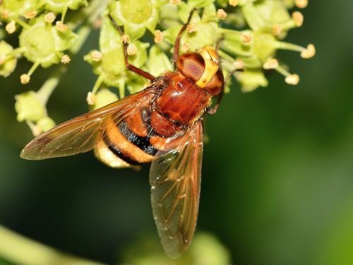 insects brine fly volucella