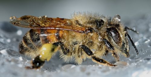 insects hymenoptera apis