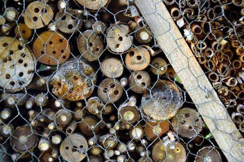 insects hotel wasp building nature conservation
