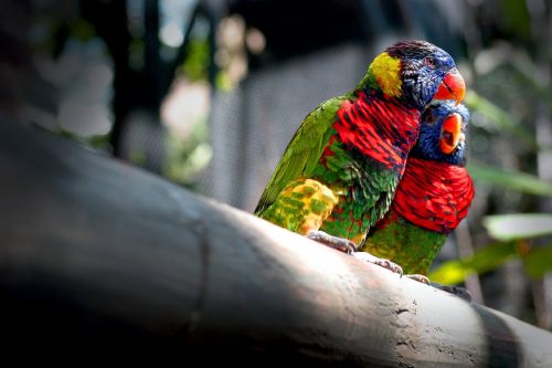 inseparable birds color