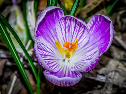 inside a flower  krokus  violet