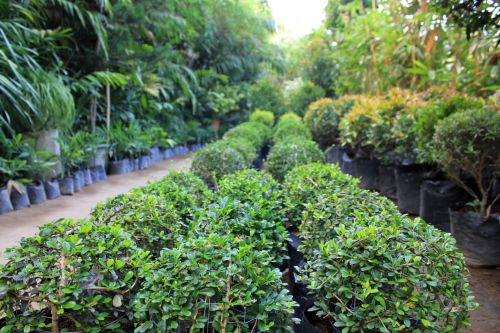 Inside The Green House